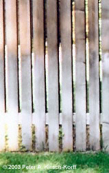 Figure 2: Sprinkler water discolors these fence boards