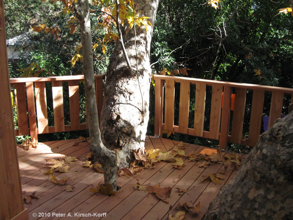 Custom Wood Treehouse - Tree & Branch Cutouts for Growth - Arcadia, CA