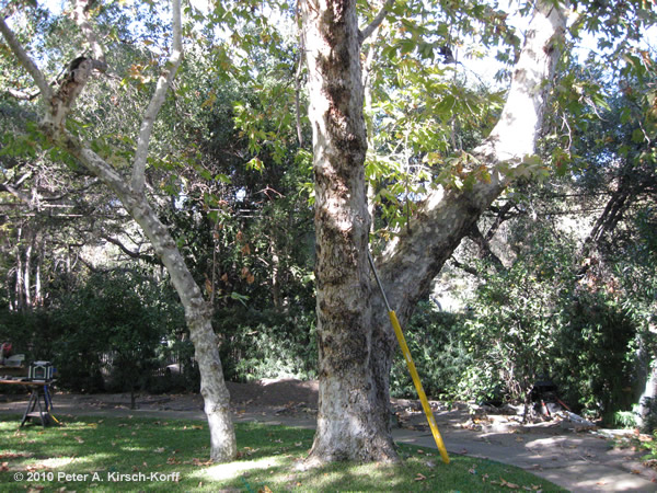 Custom Wood Treehouse - Selecting the right tree (Arcadia, CA)