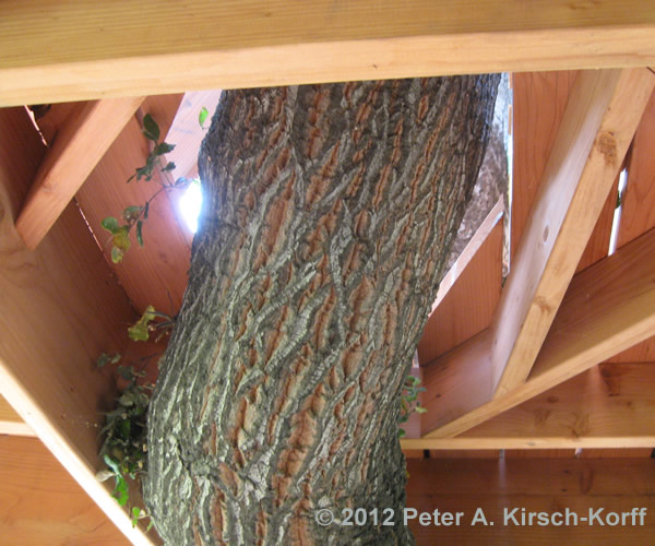 View below of tree cutout for a Free Standing Multilevel Wood Tree House - La Canada / Flingridge, CA