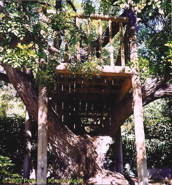 Free Standing Rustic Wood Tree House (front view) - Los Angeles, California
