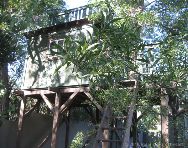 Greene & Greene Inspired Tree House Stained to Match Main House & Blend with Landscaping - Pasadena, CA