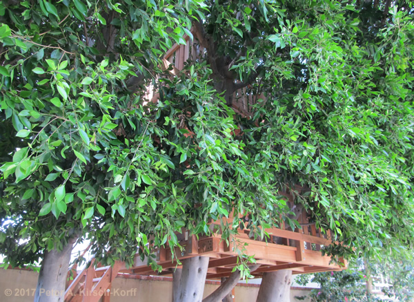Double Deck Treehouse Hidden in Trees - West LA, CA